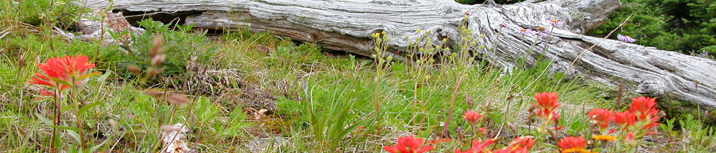 Photo courtesy of Miriam Schilling. An old fallen log shields wildflowers such as Indian Paintbrush and daisies.