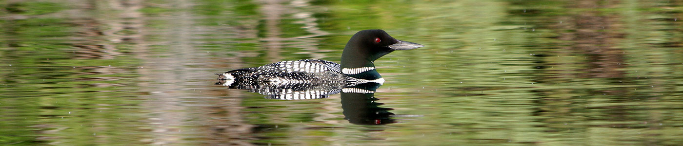 Red eyes can be seen on this common loon on green water.