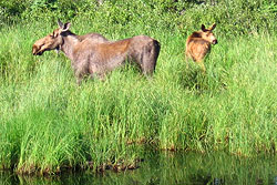 A moose and her calf stand in high meadow grass near a pond.