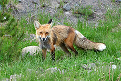 A red fox still has fluffy tail and collar and but has lost his winter coat on his back.
