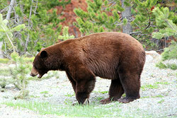 A large black bear is the color of an Irish Setter.