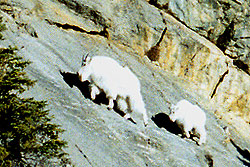 Photo courtesy of Buddy Jones. Two goats with long white hair walk along a sheer rock face.