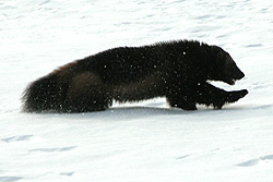 Photo courtesy of Logan Sudeth. A very dark colored wolverine runs across teh snow.