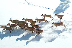 Photo courtesy of Buddy Jones. Looking down on a group of caribou running over the snow.