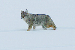 A coyote picks its way through the snow.