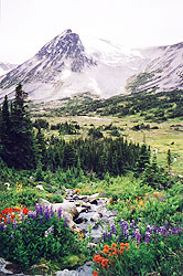 Photo courtesy of Mary Kirner. A mountain peak is behind a valley above which numerous flowers bloom.