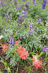 Photo courtesy of Miriam Schilling. Orange red Indian Paintbrush in front of purple lupin.