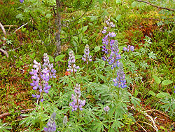 Photo courtesy of Miriam Schilling. Mauve lupin is surrounded by moss in the forest.