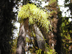 Photo courtesy of Miriam Schilling. Wiry lime green lichen grows from a stump.