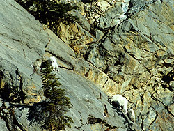 Photo courtesy of Buddy Jones. Goats on a rock face.
