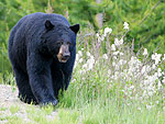 A large black bear makes its way past white flowers.